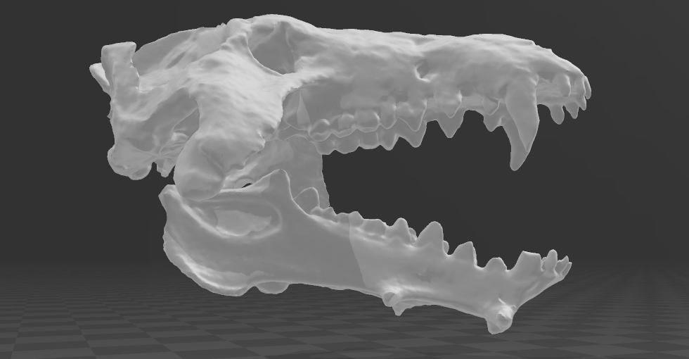 Pachycephalosaur CT scan data